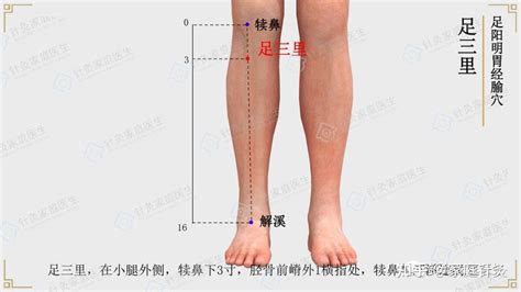 足山里 穴位|【穴以致用】足三里——治病、养生、保健第一大穴！。